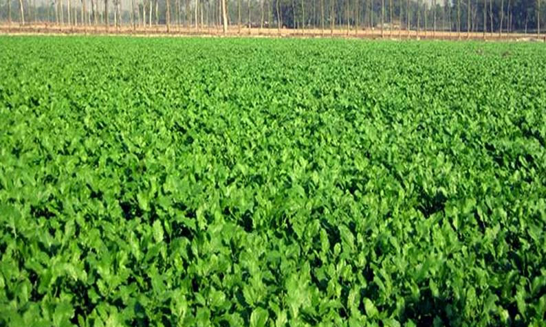 Rangpur Likely To Produce Tonnes Of Mustard Agriculture News