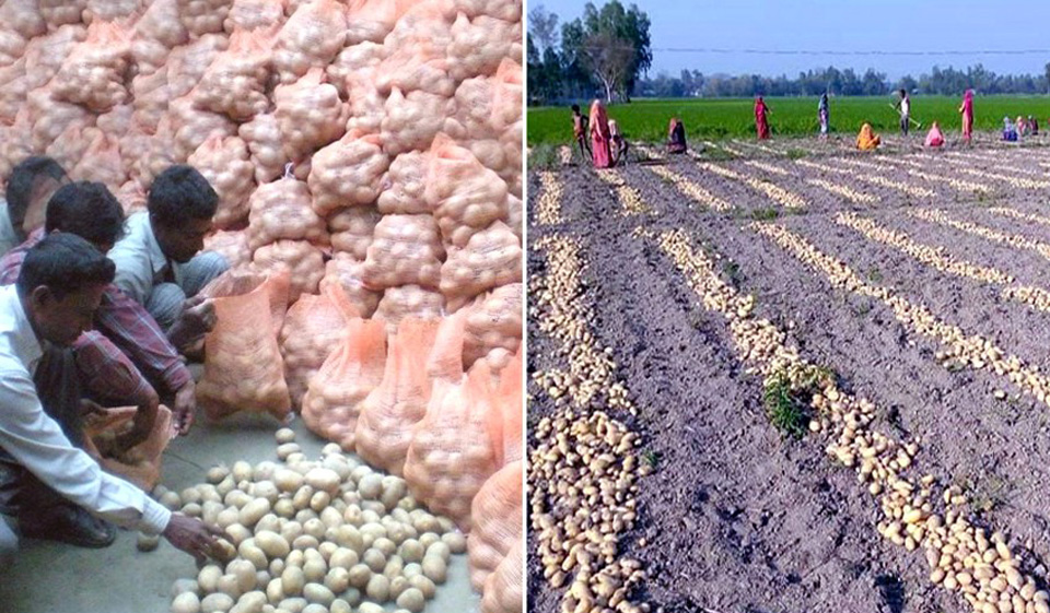 Rangpur Produces All Time Record 25 37 Lakh Tonnes Potato Agriculture