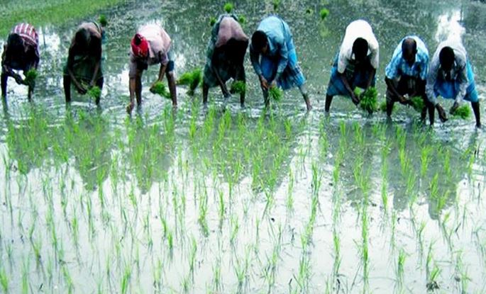 Record Lakh Tonnes Aush Rice Production Target In Rangpur Region