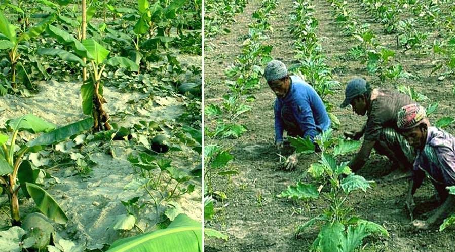Growing Crop Plants Give Char Lands Greenish Look In Rangpur Agriculture News 3386