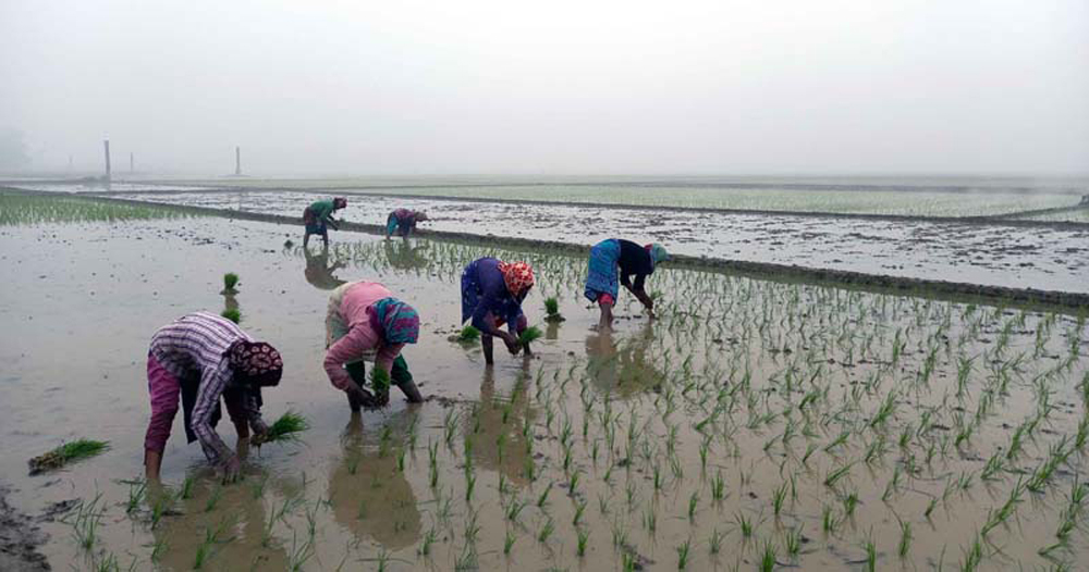 35.52 lakh tonnes Boro rice expected in Rajshahi division