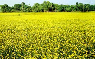 Mustard cultivation exceeds its target in Jamalpur