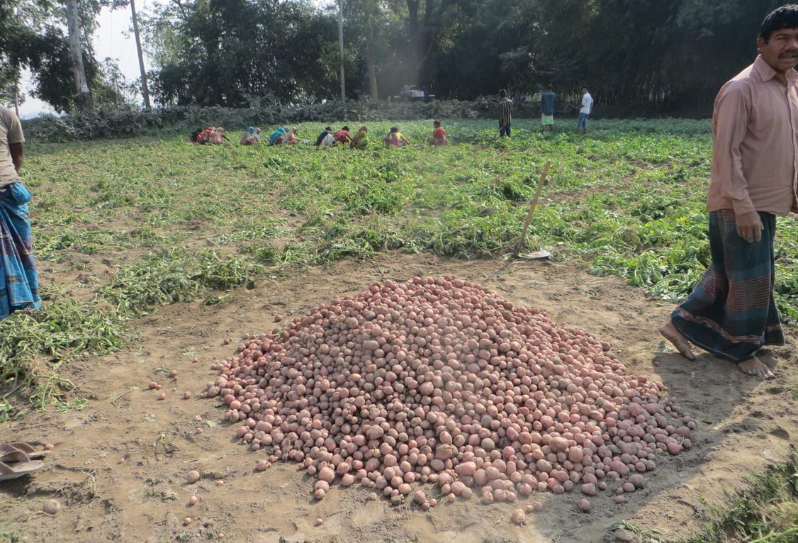 Panchagarh farmers happy with bumper potato production , price