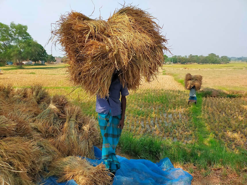 Govt procures 80,151.88 tonnes of Aman rice in Rajshahi division