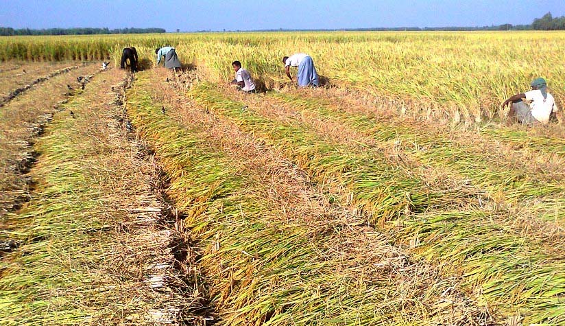 Bumper T-Aman yield makes Jamalpur farmers happy