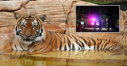 Tiger shot dead after biting worker's arm at Florida zoo