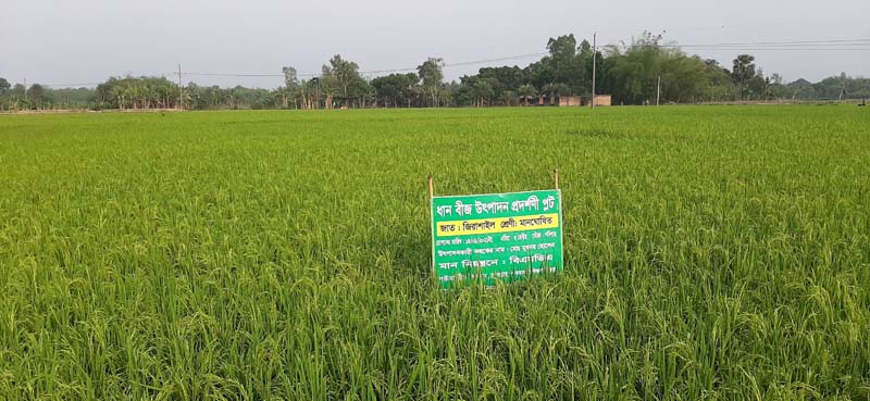 Boro crop fields delight farmers in Rajshahi | Agriculture News