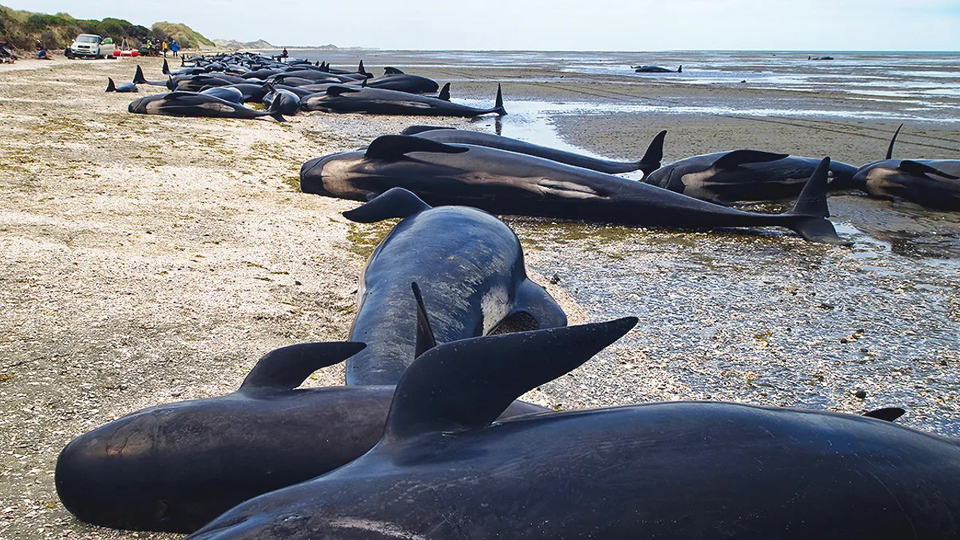 Australia says about 230 pilot whales stranded in Tasmania, half feared dead