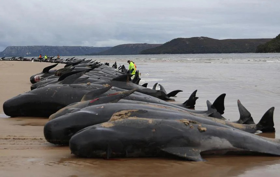 250 pilot whales die in remote New Zealand stranding | News