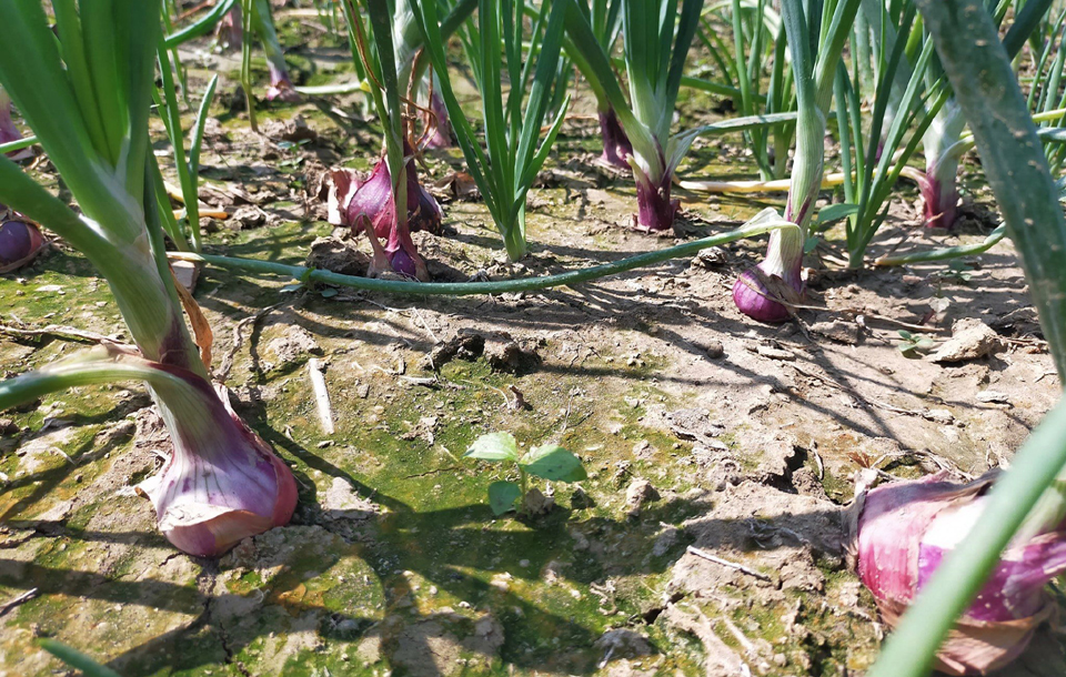 growers-eye-bumper-advanced-onion-yield-in-rajshahi-agriculture-news