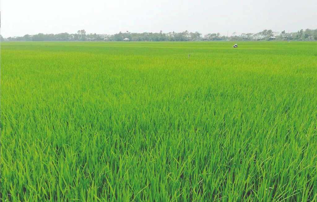 10-88-lakh-tonnes-boro-rice-production-target-in-khulna-region-agriculture-news