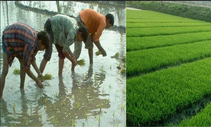 Farmers begin transplantation of Boro rice seedlings in Rangpur