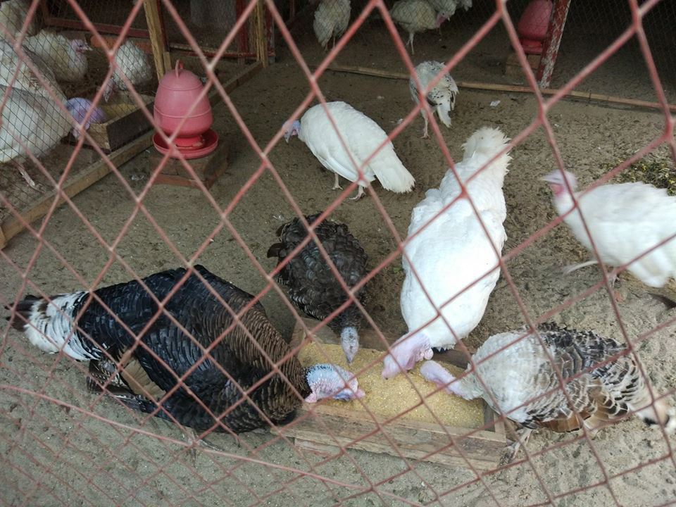 Turkey birds rearing bring diversification to poultry farming in Rajshahi