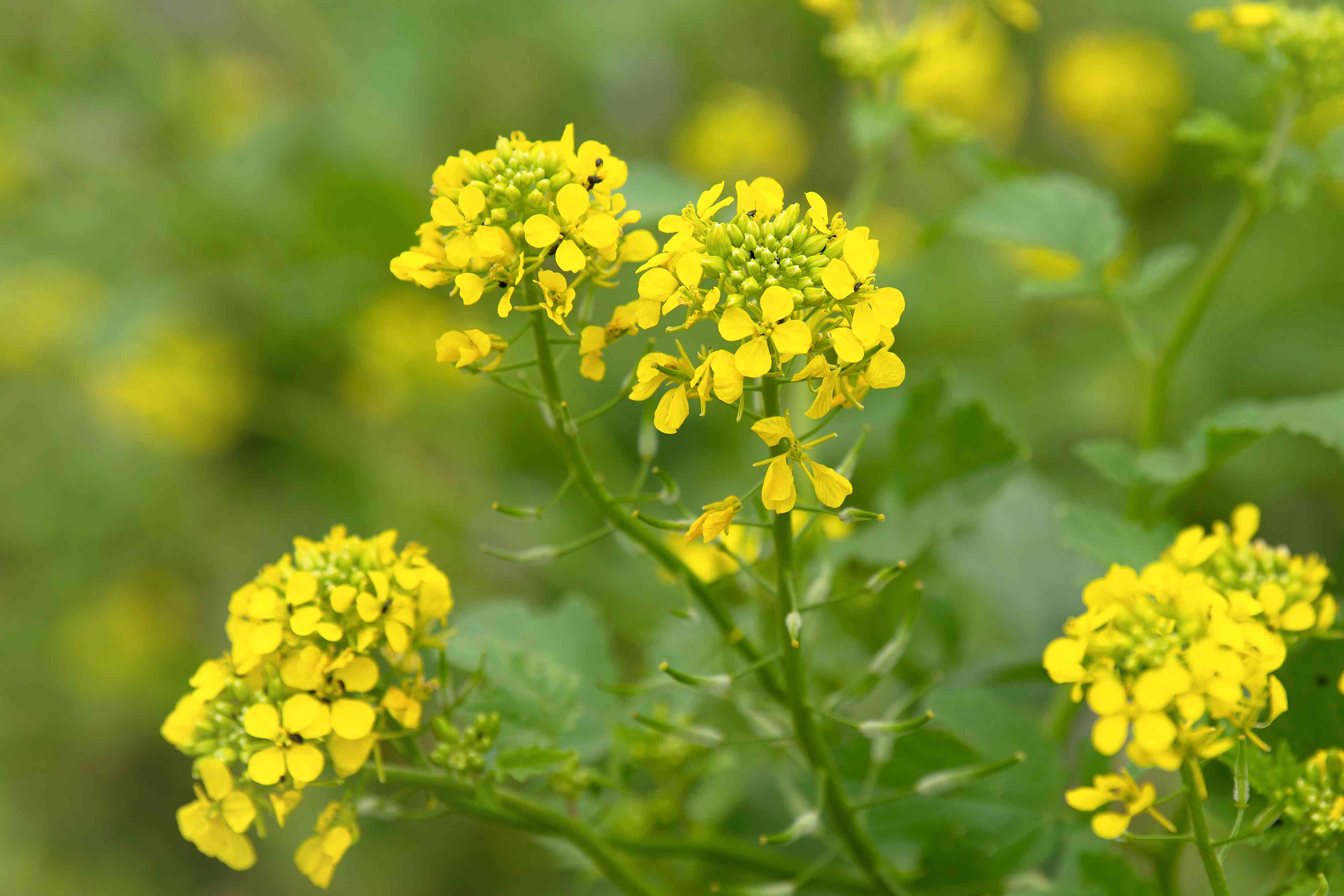 55573 tones mustard likely to be produced in Jamalpur