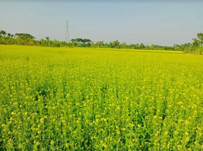 Farmers expect bumper mustard production in Khulna