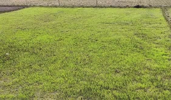 Seedbed being prepared to produce Boro seedlings in Joypurhat