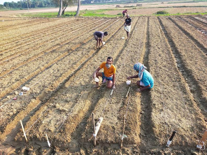 Record 39.08 lakh tonnes of potato yield expected in Rajshahi division