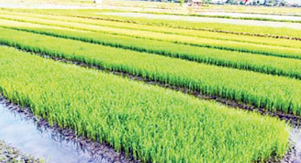 Seedbed being prepared for Boro farming in Naogaon