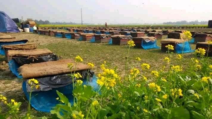 Honey collectors set up 5133 bee boxes in Jamalpur