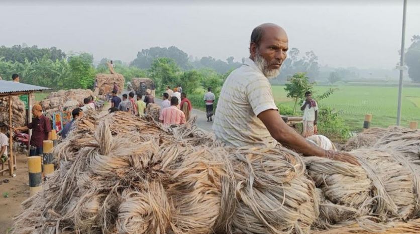 Market price makes Rajshahi jute farmers happy