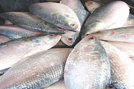 Govt approves export of 3,000 MTs of hilsa to India for Durga Puja