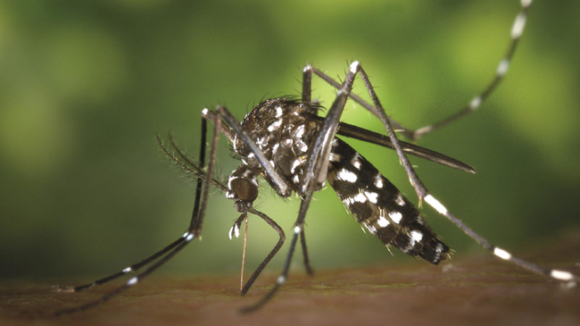 10 vigilance teams formed to curb dengue outbreak