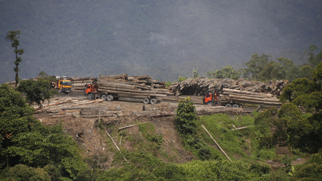 Environmental groups urge EU 'high risk' label for Sarawak