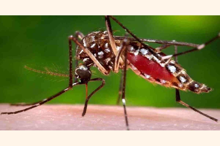 LGD forms committee to curb dengue diseases