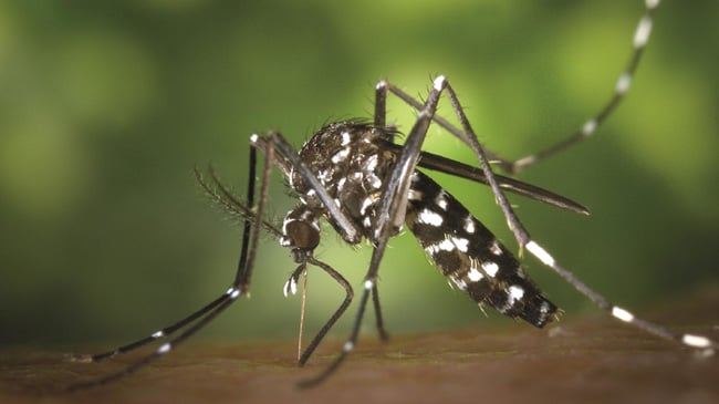 Eight dengue patients die, 1,017 hospitalized in last 24 hrs