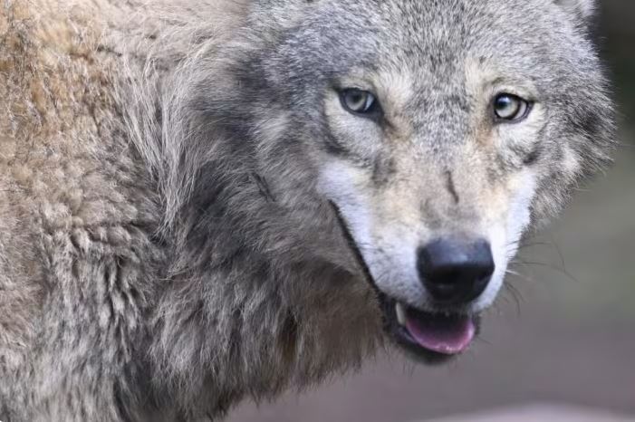 Indian villagers kill last wolf from man-eating pack