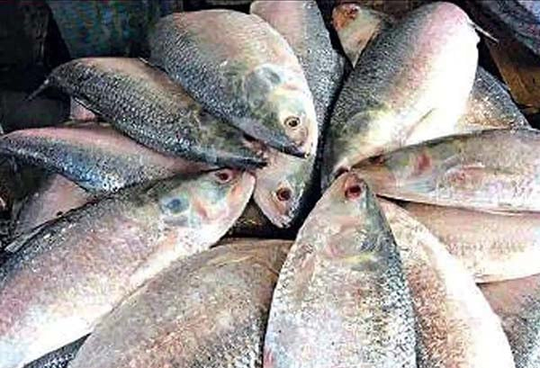 22-day ban on hilsa fishing begins tomorrow