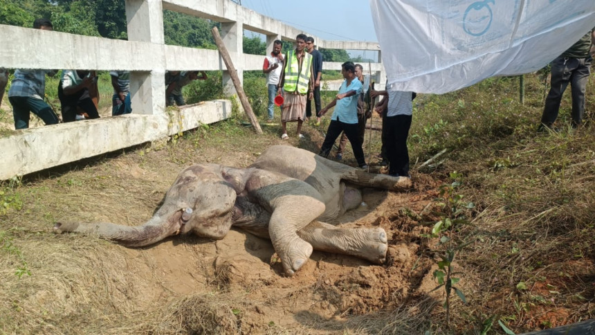 DoF takes step for treatment of train-hit elephant