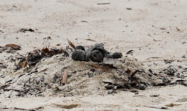 Mystery globules on Sydney beach identified as 'tar balls'