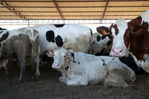 Cattle disease wreaks havoc in Libya