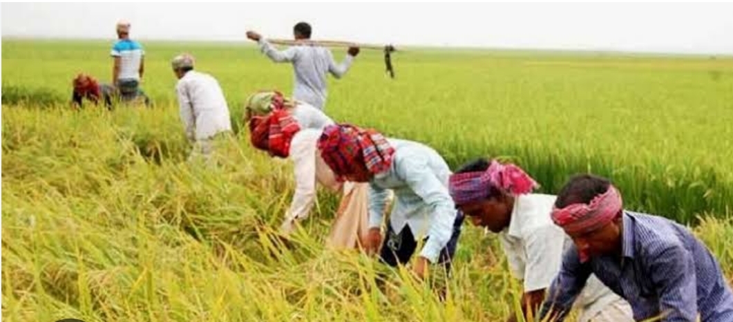 Over 99pc Aman farming target achieved in Khulna region