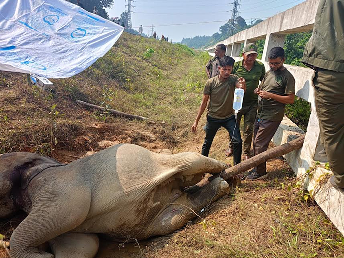 Loco master suspended over death of elephant hit by train in Chunati Forest