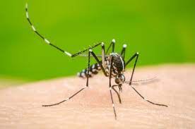 6 die of dengue, 1248 hospitalised