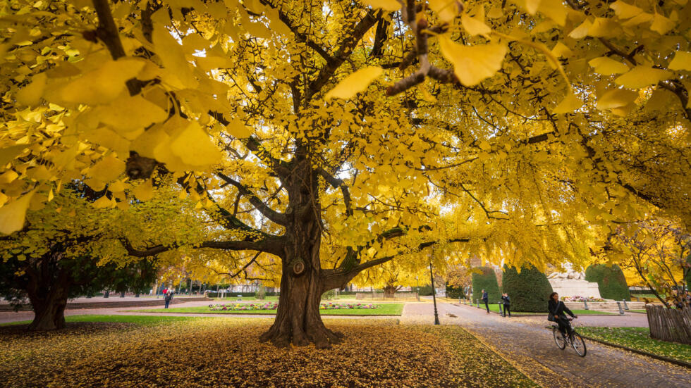 One in three tree species at risk of extinction: report