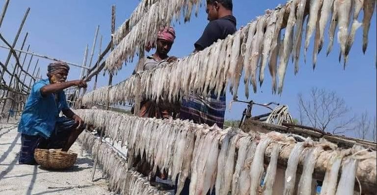 Fish drying begins in Sundarbans