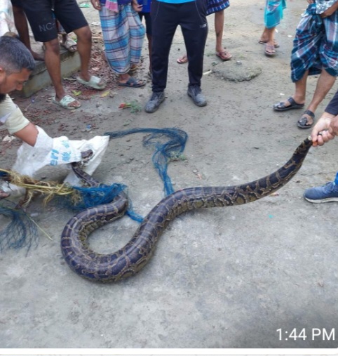 Indian python rescued in Munshiganj