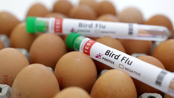 Bird flu detected in Netherlands for first time in 2024