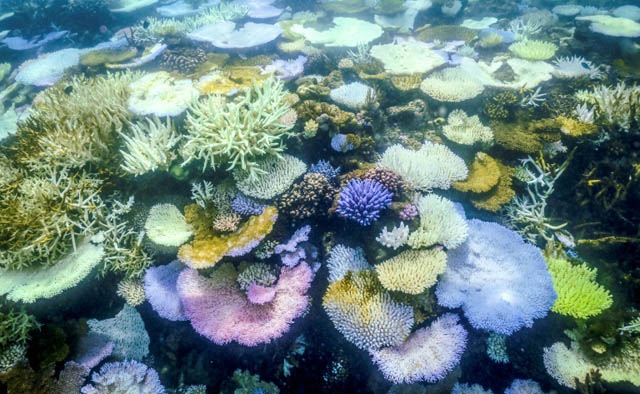 Parts of Great Barrier Reef suffer highest coral mortality on record