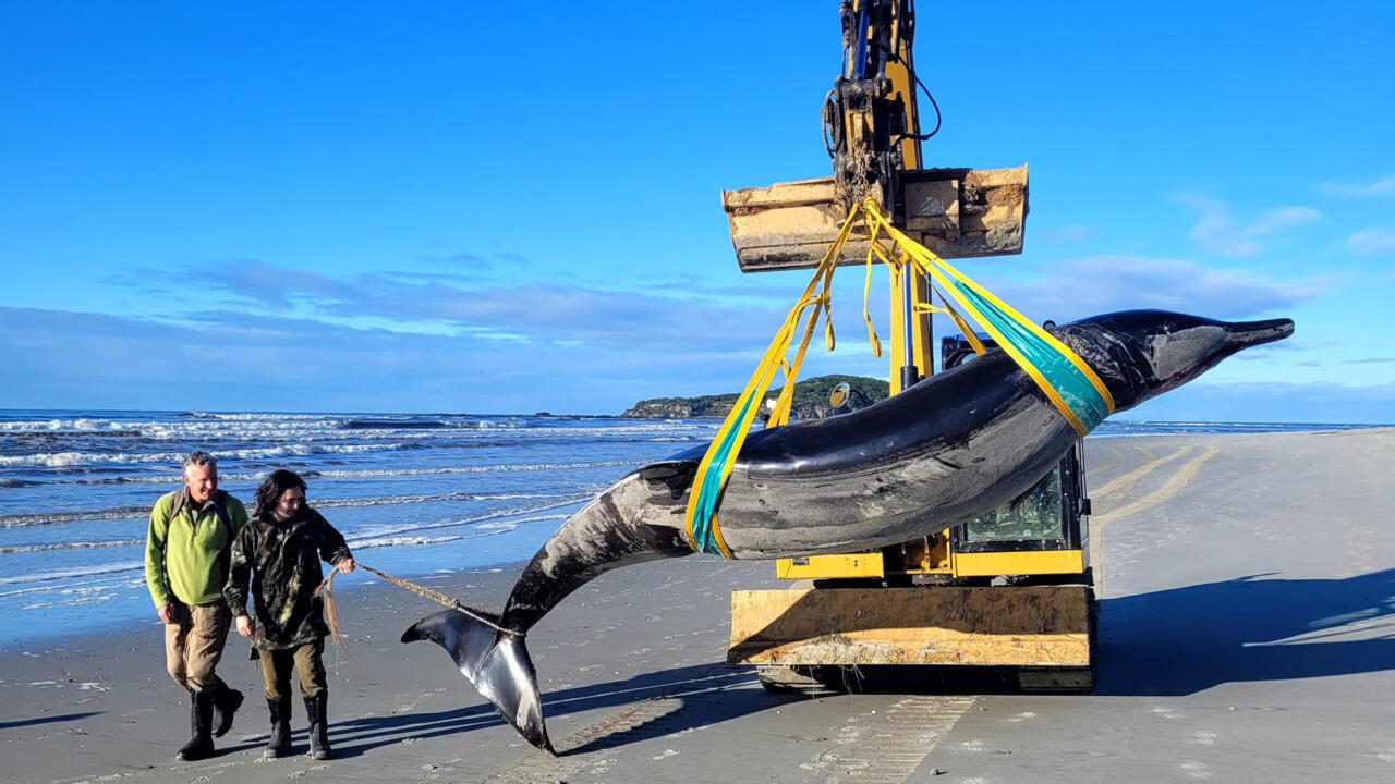 New Zealand scientists dissect world's rarest whale