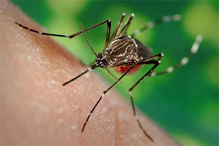 494 dengue patients die, 92351 identified this year: DGHS