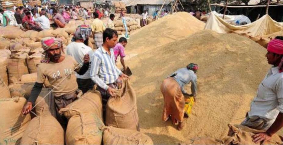 Govt to procure 63,658 tonnes of rice in Khulna