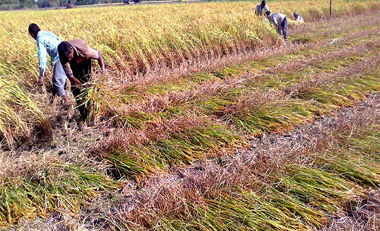 Farmers exceed Aman rice production target in Rangpur region