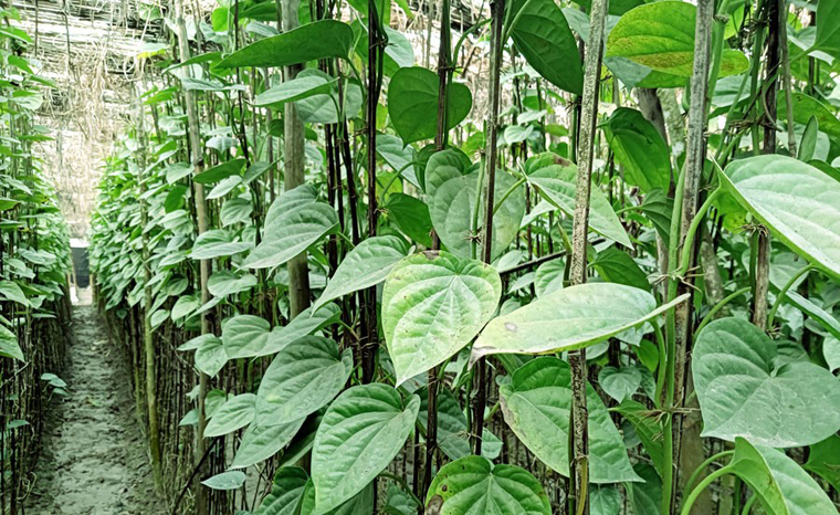 Betel leaf cultivation increasing in Barguna 