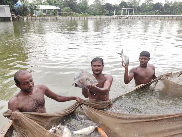 Carp fish farming generates employment for 2.5 lakh people in Rajshahi