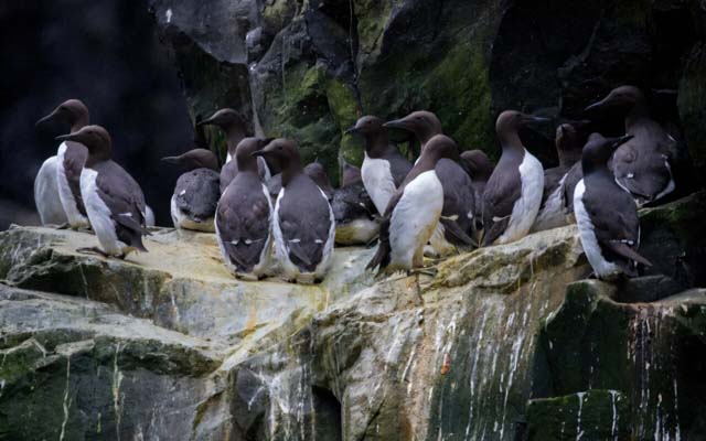 Single heat wave wiped out millions of Alaska's dominant seabird