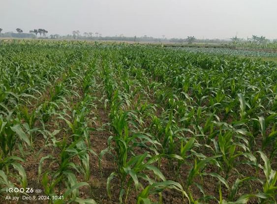 Maize farming makes Dinajpur growers happy